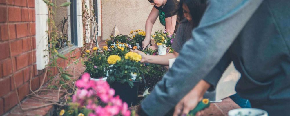 Grow Your Own: A Beginner's Guide to Vegetable Gardening